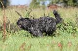 BOUVIER DES FLANDRES 121